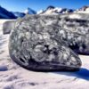Spannende Traumweber Drache – Bild 5