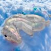 Verführerisch Polarlicht Drache