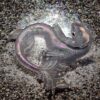 Verführerisch Polarlicht Drache – Bild 5